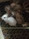 New Zealand rabbit Rabbits for sale in Elkhart, IN, USA. price: NA