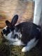 New Zealand rabbit Rabbits for sale in Warsaw, IN, USA. price: NA