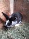 New Zealand rabbit Rabbits for sale in Warsaw, IN, USA. price: NA