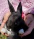 New Zealand rabbit Rabbits for sale in Blairstown, NJ, USA. price: NA