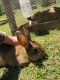 New Zealand rabbit Rabbits for sale in Fort Smith, AR, USA. price: NA