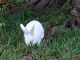 New Zealand rabbit Rabbits for sale in Pembroke Pines, FL, USA. price: NA