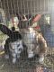 New Zealand rabbit Rabbits for sale in Mt Sterling, KY 40353, USA. price: NA