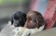 Newfoundland Dog Puppies for sale in LAUREL PARK, WV 26301, USA. price: NA