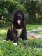 Newfoundland Dog Puppies for sale in Boston, MA 02114, USA. price: $500