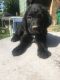 Newfoundland Dog Puppies for sale in Lockport, IL, USA. price: $1,200