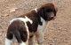 Newfoundland Dog Puppies for sale in LAUREL PARK, WV 26301, USA. price: $950
