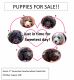 Newfoundland Dog Puppies for sale in Cuyahoga Falls, OH, USA. price: NA