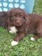 Newfoundland Dog Puppies for sale in Amsterdam, NY 12010, USA. price: NA