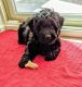 Newfoundland Dog Puppies for sale in Syracuse, IN 46567, USA. price: $800