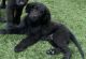 Newfoundland Dog Puppies for sale in Las Vegas, NV, USA. price: NA