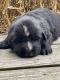Newfoundland Dog Puppies for sale in Los Angeles, CA, USA. price: NA