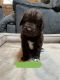 Newfoundland Dog Puppies for sale in Lansdale, PA, USA. price: NA