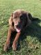 Newfoundland Dog Puppies for sale in Buchanan, MI 49107, USA. price: $1,500
