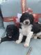 Newfoundland Dog Puppies for sale in New York, NY, USA. price: NA