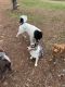 Newfoundland Dog Puppies for sale in Alpharetta, GA 30004, USA. price: NA