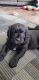 Newfoundland Dog Puppies for sale in Swanton, OH 43558, USA. price: NA