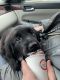 Newfoundland Dog Puppies for sale in Brookings, SD 57006, USA. price: NA