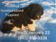 Newfoundland Dog Puppies for sale in La Grande, OR 97850, USA. price: $3,000