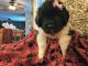 Newfoundland Dog Puppies for sale in Andover, MN 55304, USA. price: NA