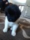 Newfoundland Dog Puppies for sale in Almont, MI 48003, USA. price: NA