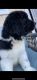 Newfoundland Dog Puppies for sale in Napa Valley, CA, USA. price: NA