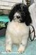 Newfoundland Dog Puppies for sale in Jonesboro, AR, USA. price: $800