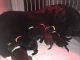 Newfoundland Dog Puppies for sale in Chesilhurst, NJ 08089, USA. price: NA