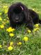 Newfoundland Dog Puppies for sale in Findlay, OH 45840, USA. price: $1,200