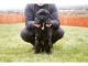 Newfoundland Dog Puppies for sale in Pittsburgh, PA, USA. price: NA