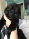 Newfoundland Dog Puppies for sale in Bridgeport, CT, USA. price: NA