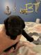 Newfoundland Dog Puppies for sale in Myrtle Beach, SC, USA. price: NA