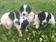 Newfoundland Dog Puppies for sale in Frazeysburg, OH 43822, USA. price: NA