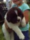 Newfoundland Dog Puppies for sale in Waynesville, NC 28786, USA. price: $2,200