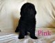 Newfoundland Dog Puppies for sale in South Sioux City, NE, USA. price: NA