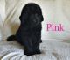 Newfoundland Dog Puppies for sale in South Sioux City, NE, USA. price: $1,500