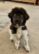 Newfoundland Dog Puppies for sale in Phoenix, AZ 85085, USA. price: NA