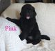 Newfoundland Dog Puppies for sale in South Sioux City, NE, USA. price: $1,500