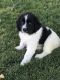 Newfoundland Dog Puppies for sale in Spanish Fork, UT 84660, USA. price: $2,500