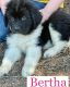 Newfoundland Dog Puppies for sale in La Pine, OR 97739, USA. price: NA