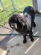 Newfoundland Dog Puppies for sale in Westover AFB, MA 01022, USA. price: NA