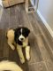 Newfoundland Dog Puppies for sale in Gainesville, GA, USA. price: NA