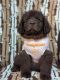 Newfoundland Dog Puppies for sale in Lynchburg, VA, USA. price: NA