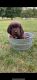 Newfoundland Dog Puppies for sale in North Branch, MI 48461, USA. price: $2,000