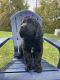 Newfoundland Dog Puppies for sale in North Branch, MI 48461, USA. price: NA