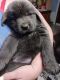 Newfoundland Dog Puppies for sale in Denison, TX, USA. price: $2,000