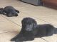 Newfoundland Dog Puppies for sale in Ruskin, FL, USA. price: $700