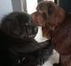 Newfoundland Dog Puppies for sale in Belvidere, IL 61008, USA. price: $1,000
