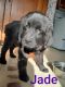 Newfoundland Dog Puppies for sale in Lincoln, NE, USA. price: $2,000