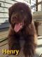 Newfoundland Dog Puppies for sale in Lincoln, NE, USA. price: $2,000